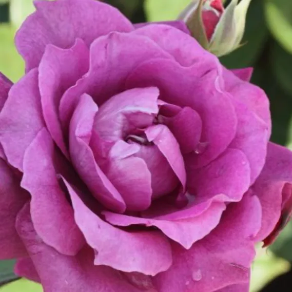 Intrigue Floribunda Rose Tree