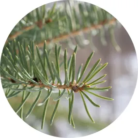 LIVING LIBATIONS - Balsam Fir Essential Oil