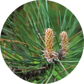 Pine Grande White Essential Oil - Living Libations