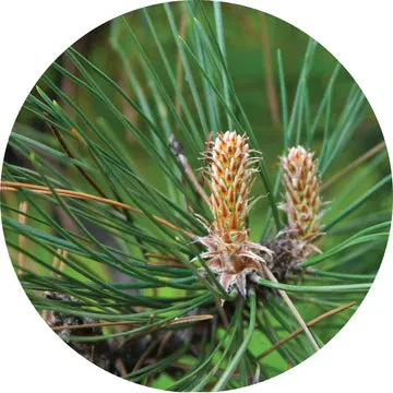 Pine Grande White Essential Oil - Living Libations
