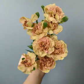 Terracotta Mini Carnation Flower